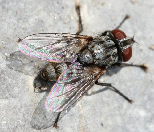 Réf. 33 179 : Senotainia sp.