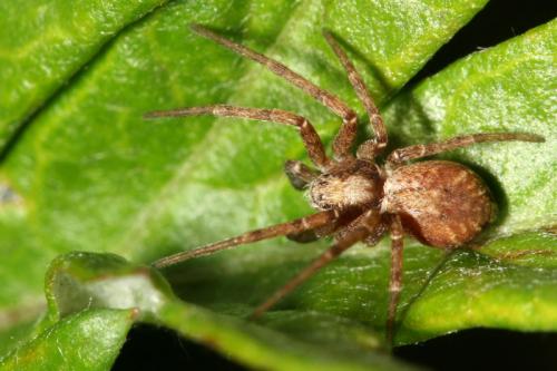 Réf. 33 809 : Philodromus sp.