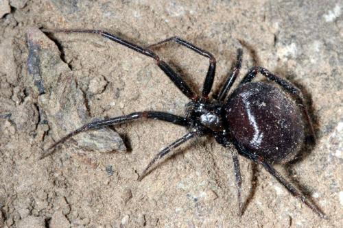 Steatoda grossa