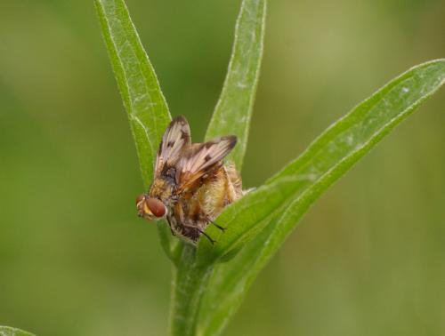 Réf. 33 752 : Ectophasia sp.