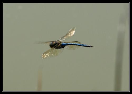 Réf. 33 870 : Anax imperator