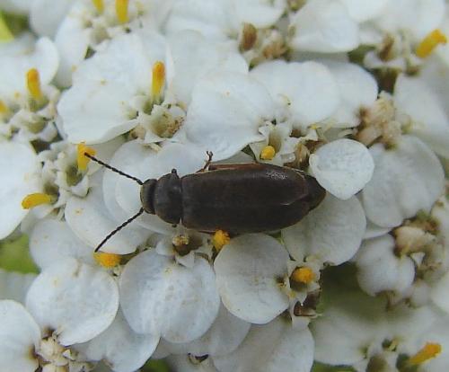 Scraptia dubia
