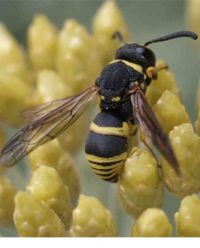 Euodynerus sp.