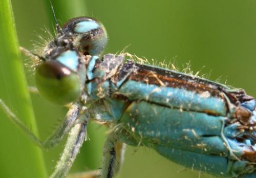 Ischnura pumilio