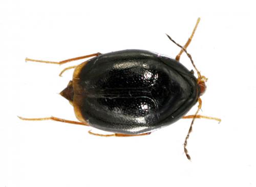 Réf. 33 488 : Scaphisoma sp.