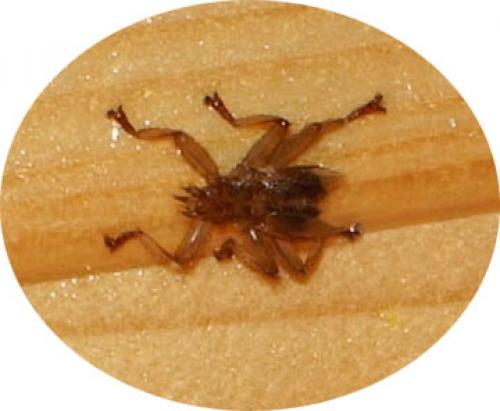 Crataerina pallida