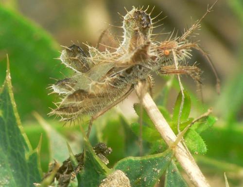Réf. 33 147 : Phyllomorpha laciniata