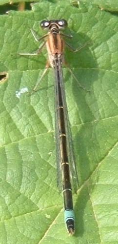 Ischnura elegans