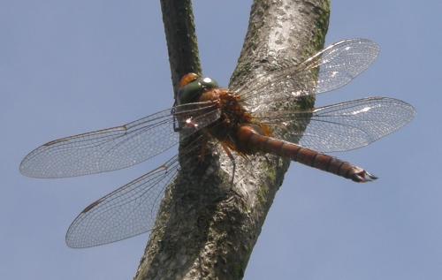 Aeshna isoceles