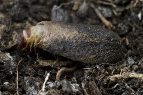 Réf. 33 355 : Cryptocephalinae inconnu