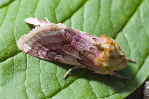 Réf. 33 513 : Periphanes delphinii