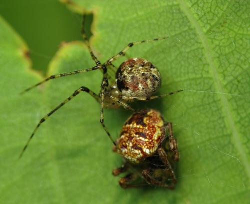 Platnickina tincta