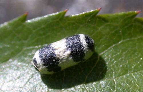 Réf. 33 365 : Campopleginae inconnu