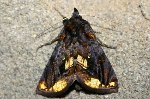Lamprotes c-aureum