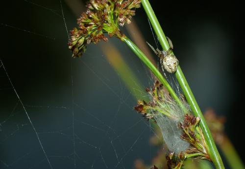 Réf. 33 979 : Larinioides sclopetarius