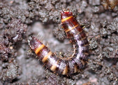 Stenagostus rhombeus