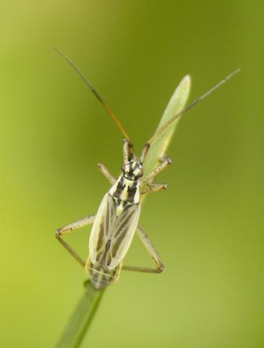 Réf. 33 204 : Leptopterna dolabrata