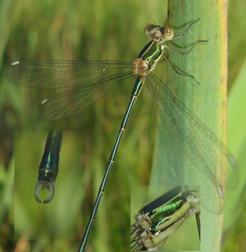 Chalcolestes viridis