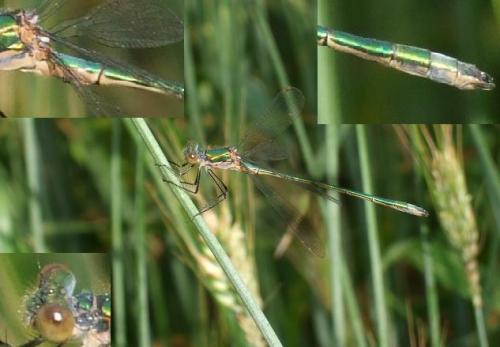 Réf. 33 934 : Lestes sp.