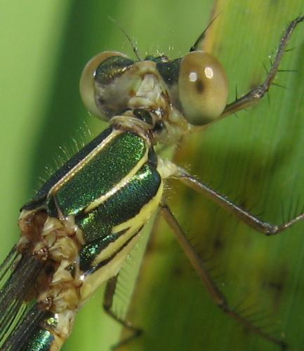 Chalcolestes viridis