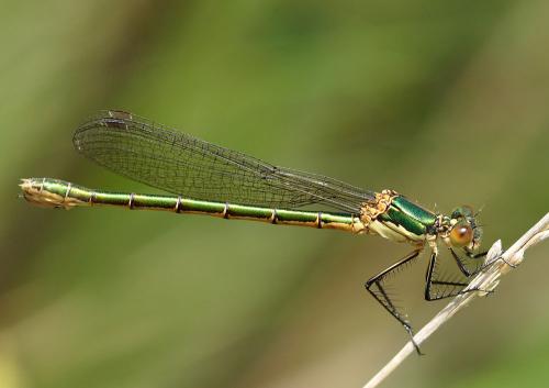 Lestes dryas