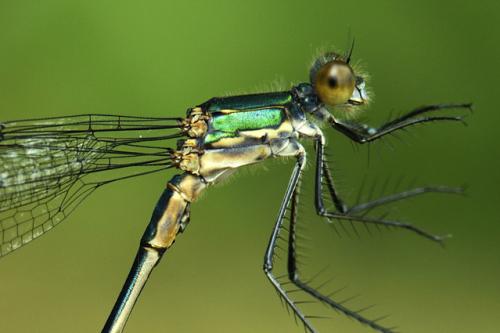 Lestes sp.