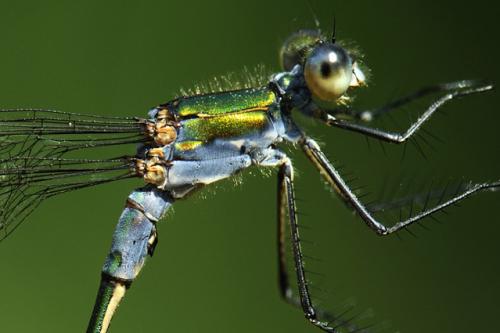 Lestes sp.