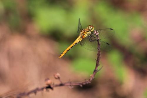 Sympetrum sanguineum