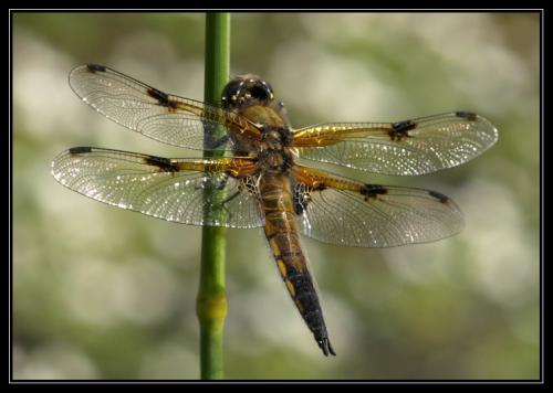 Réf. 33 694 : Libellula quadrimaculata