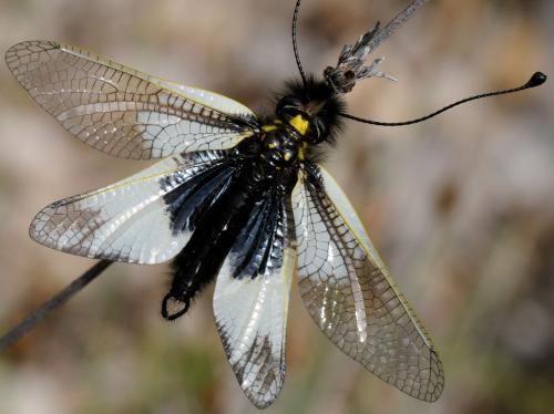 Libelloides lacteus