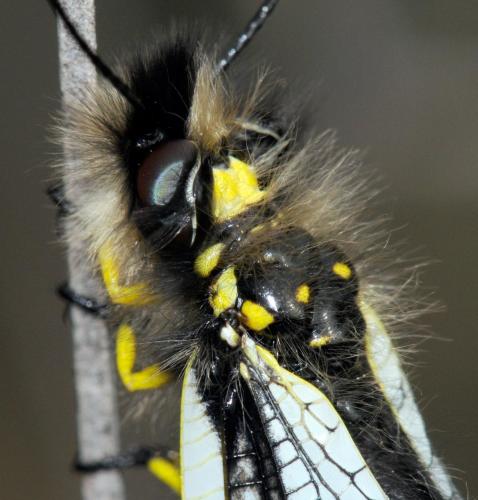 Libelloides lacteus