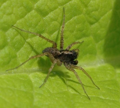 Pardosa sp.