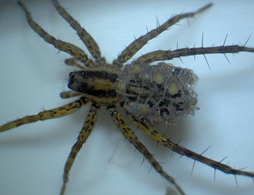 Réf. 33 381 : Pardosa nigriceps
