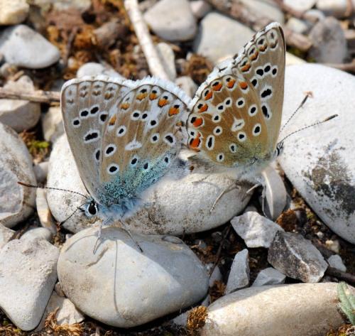 Polyommatus bellargus