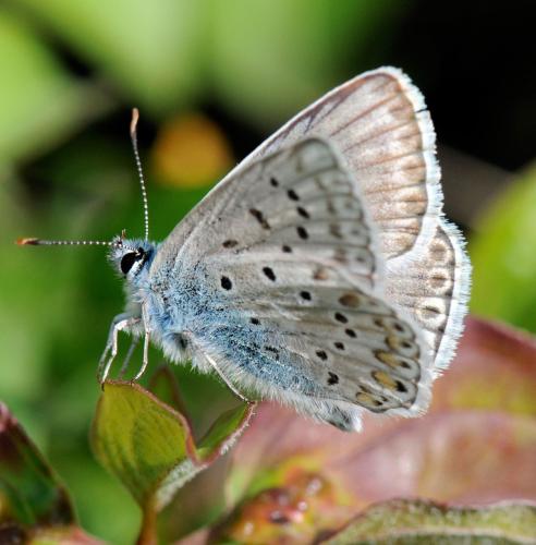 Polyommatus sp.