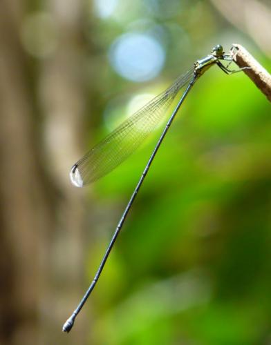 Mecistogaster sp.