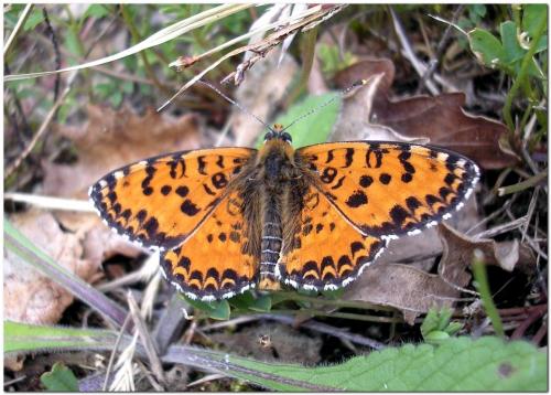 Réf. 33 011 : Melitaea didyma