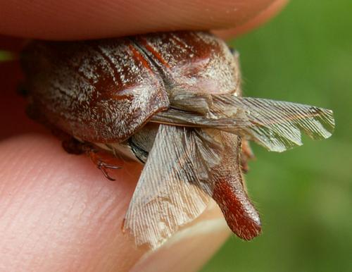 Melolontha sp.