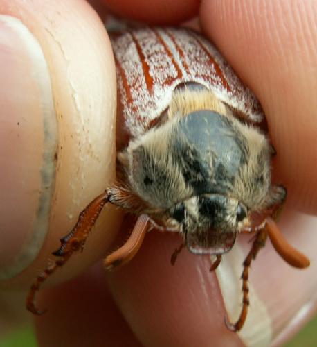 Réf. 33 742 : Melolontha sp.
