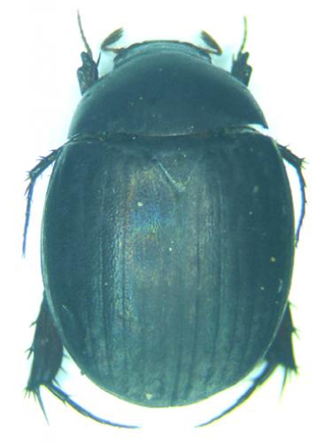 Sphaerotrochalus sp.
