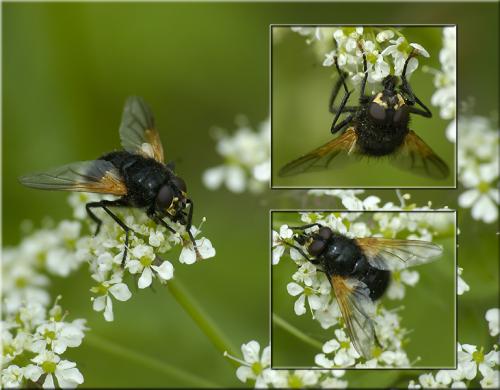 Réf. 33 423 : Mesembrina meridiana