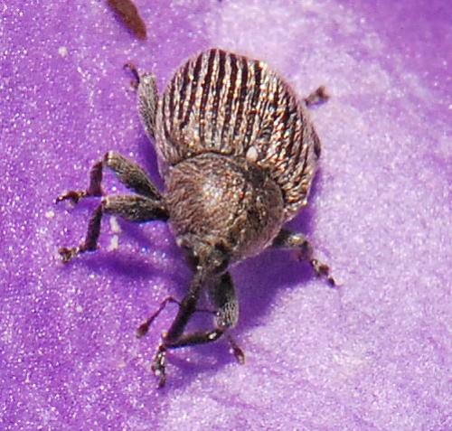Miarus sp.