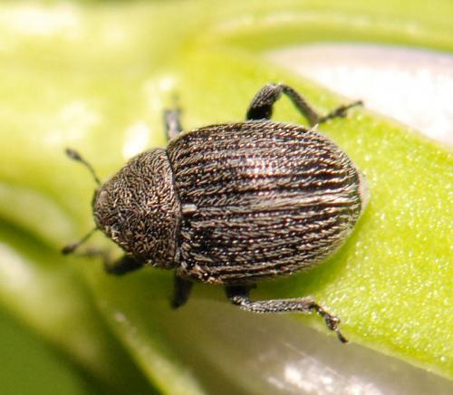Miarus sp.