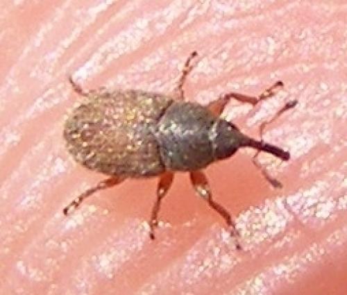 Réf. 33 766 : Mecinus sp.