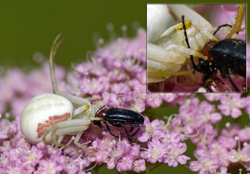 Misumena vatia