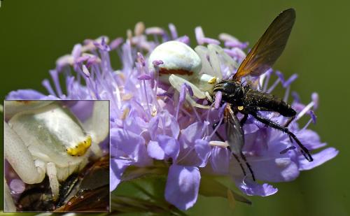 Misumena vatia