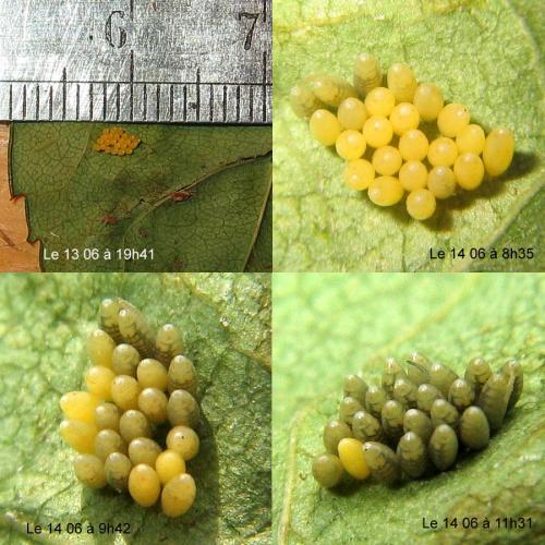 Réf. 33 825 : Adalia bipunctata bipunctata