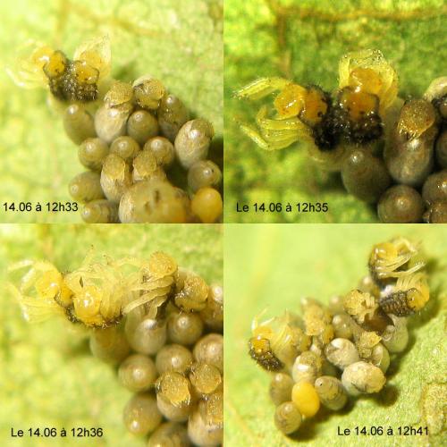 Réf. 33 826 : Adalia bipunctata bipunctata