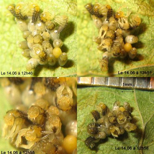 Adalia bipunctata bipunctata