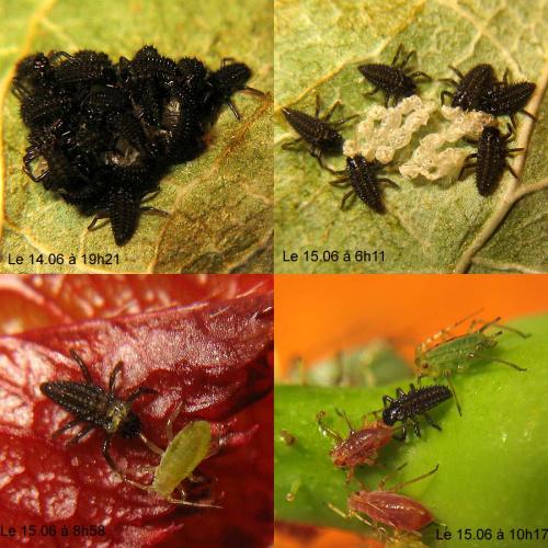 Réf. 33 828 : Adalia bipunctata bipunctata